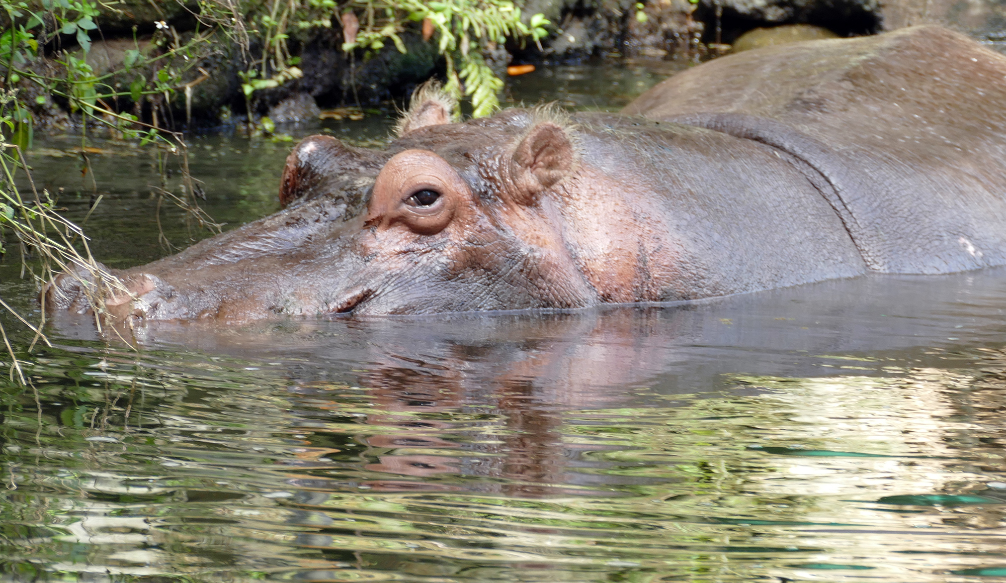 Day Tripping | Ellie Schiller Homosassa Springs Wildlife State Park ...